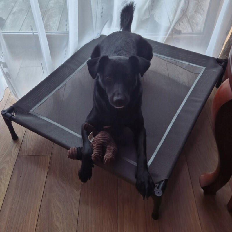 Legowisko Dla Psa Z Daszkiem Podwyższone Zadaszone Turystyczne Duże XXL