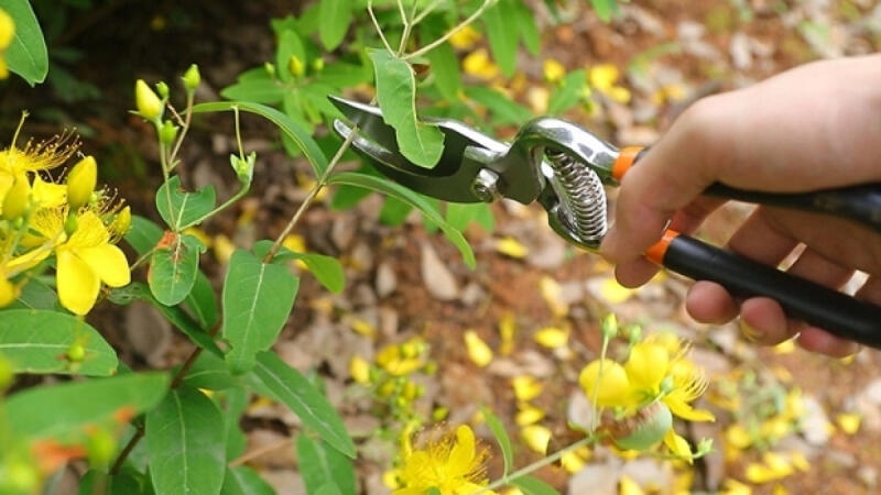 Sekator Do Gałęzi Ogrodowy Ręczny Krzewów Kwiatów Pędów Ogrodniczy 20cm